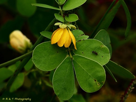 {Senna obtusifolia}